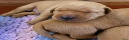 Labrador Retriever dogs for sale: Fantastic Fox Red Labrador Puppies  - Advert 4