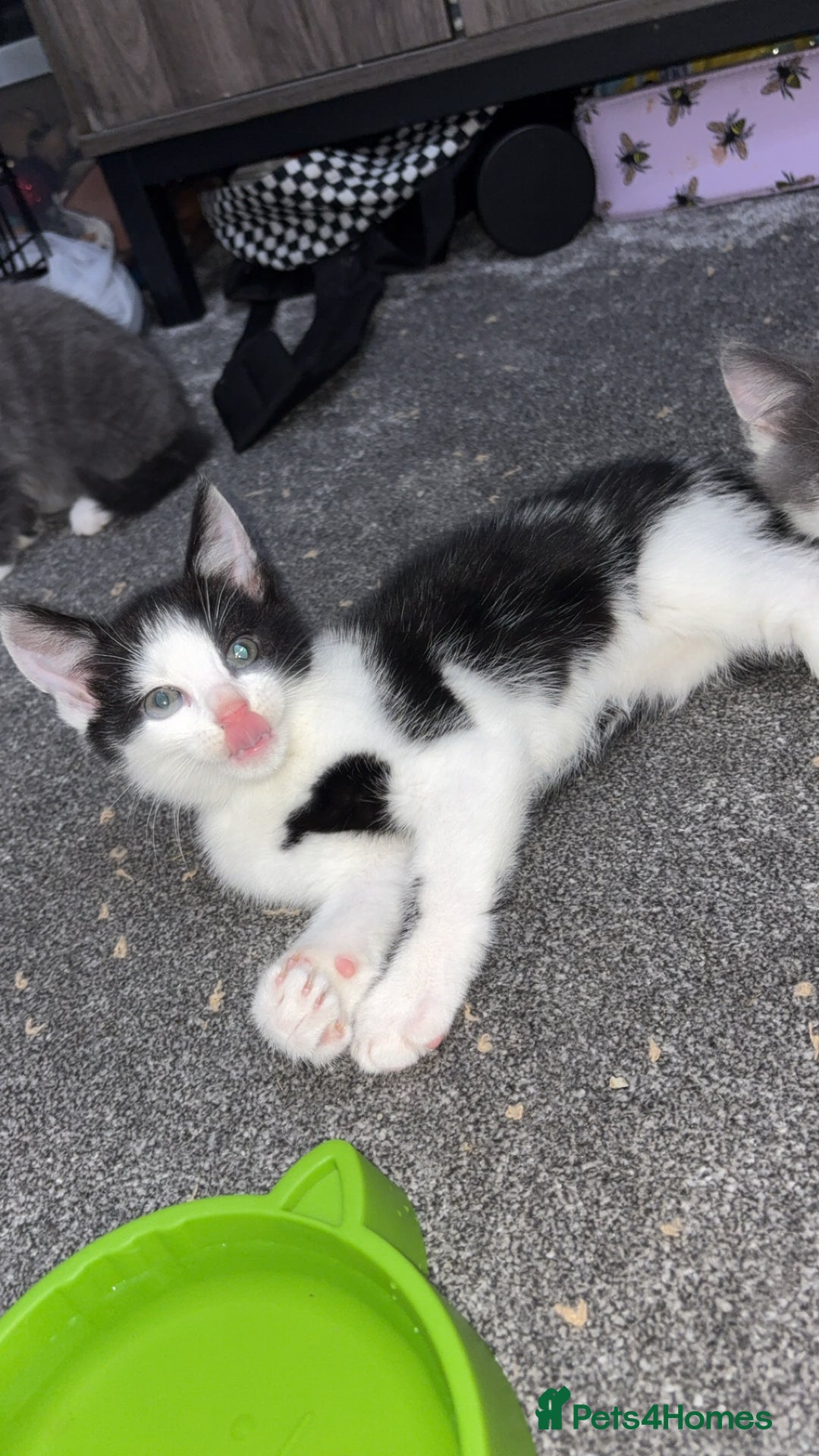 Ragdoll cats for sale: Half ragdoll kitten (female) - Image 2