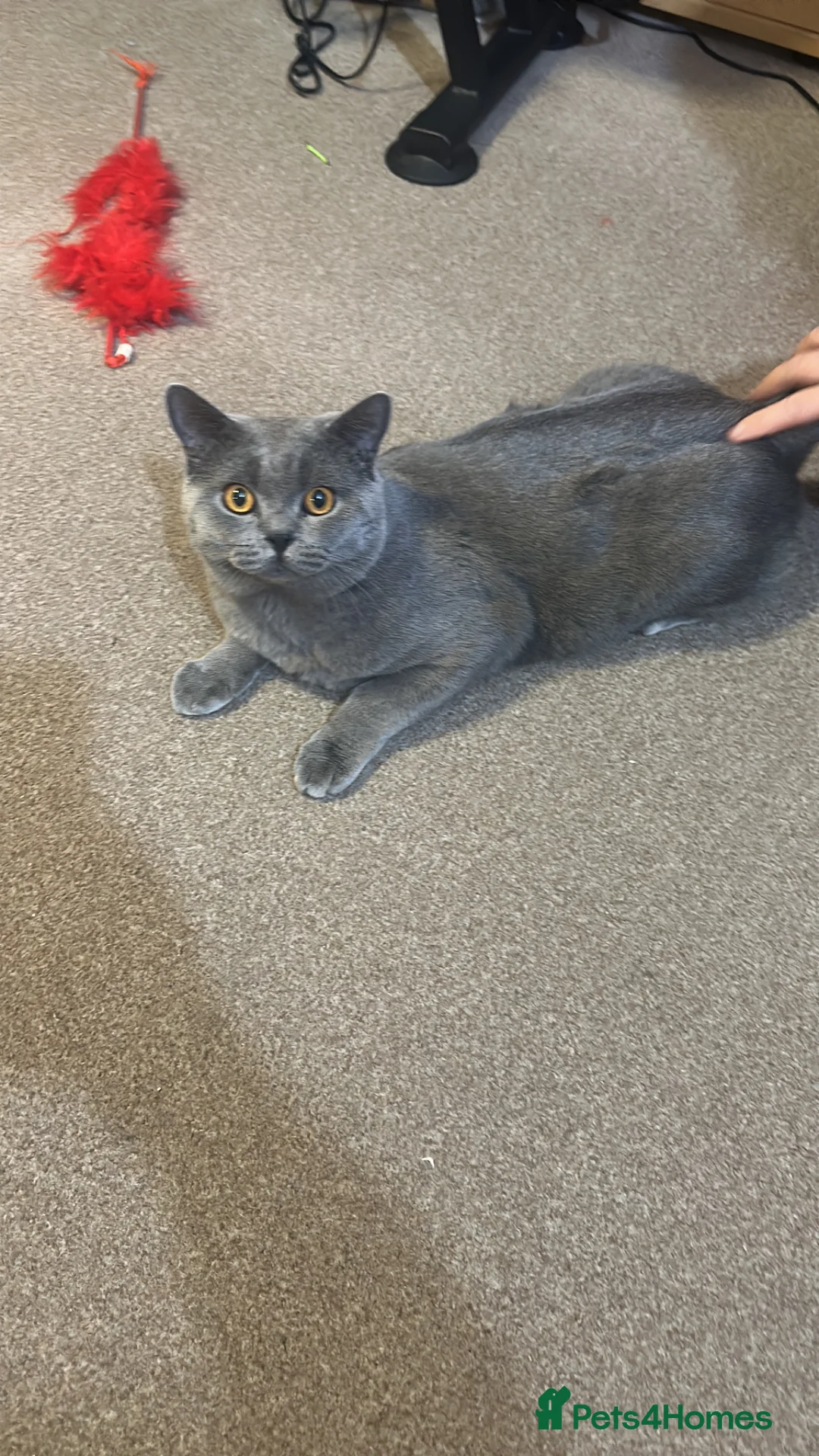 British Shorthair cats for stud: British Blue shorthair stud in London - Advert 2