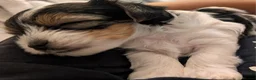 Biewer Terrier dogs for sale: Biewer terrier puppies x 2 boys - Advert 25