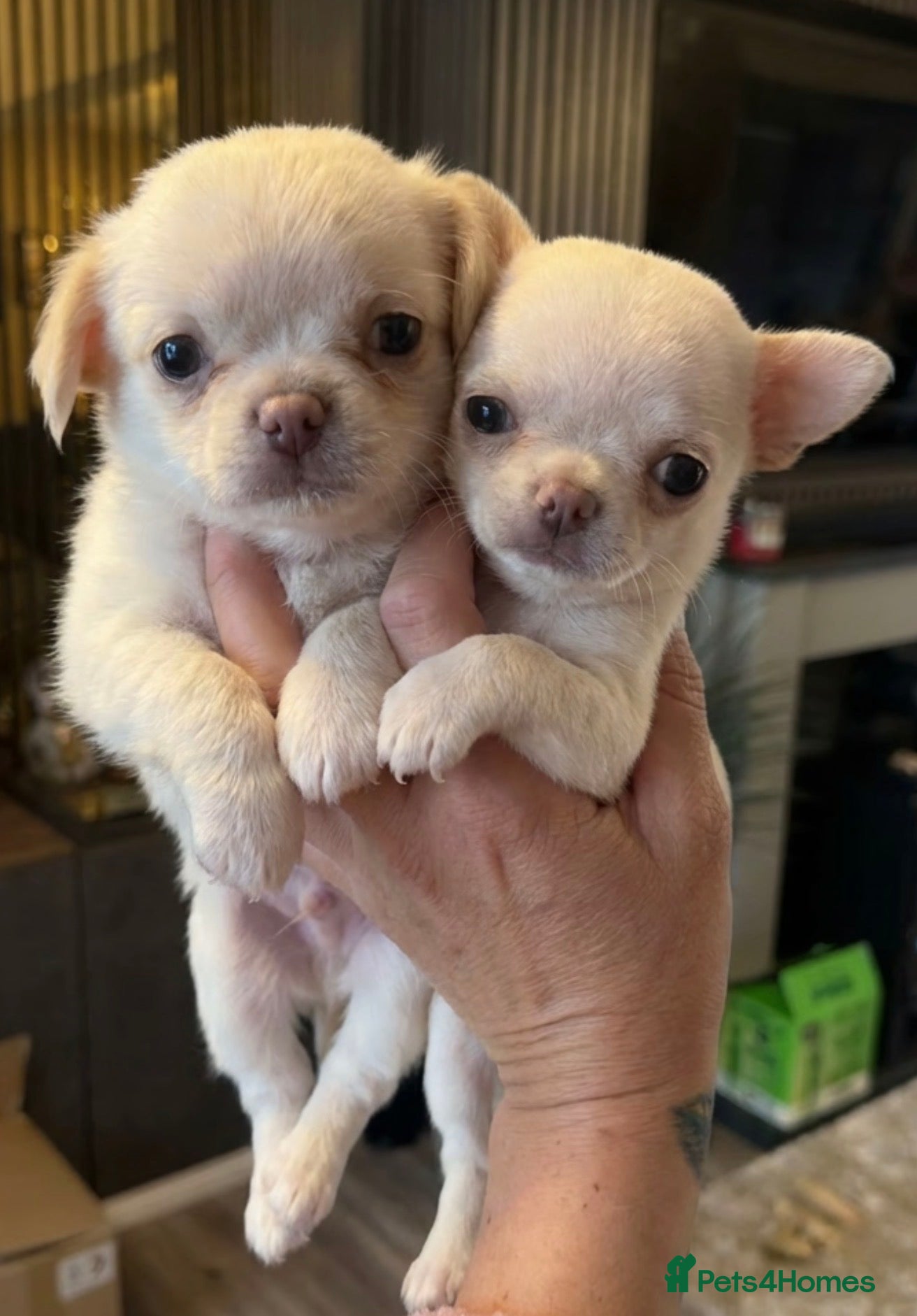 Chihuahua dogs Kc 2 boys Beautiful chihuahua puppies - Advert 4