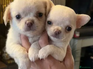 Chihuahua dogs Kc 2 boys Beautiful chihuahua puppies - Advert 4