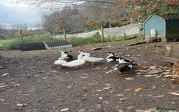 Ducks poultry for sale: Call ducks - Image 4