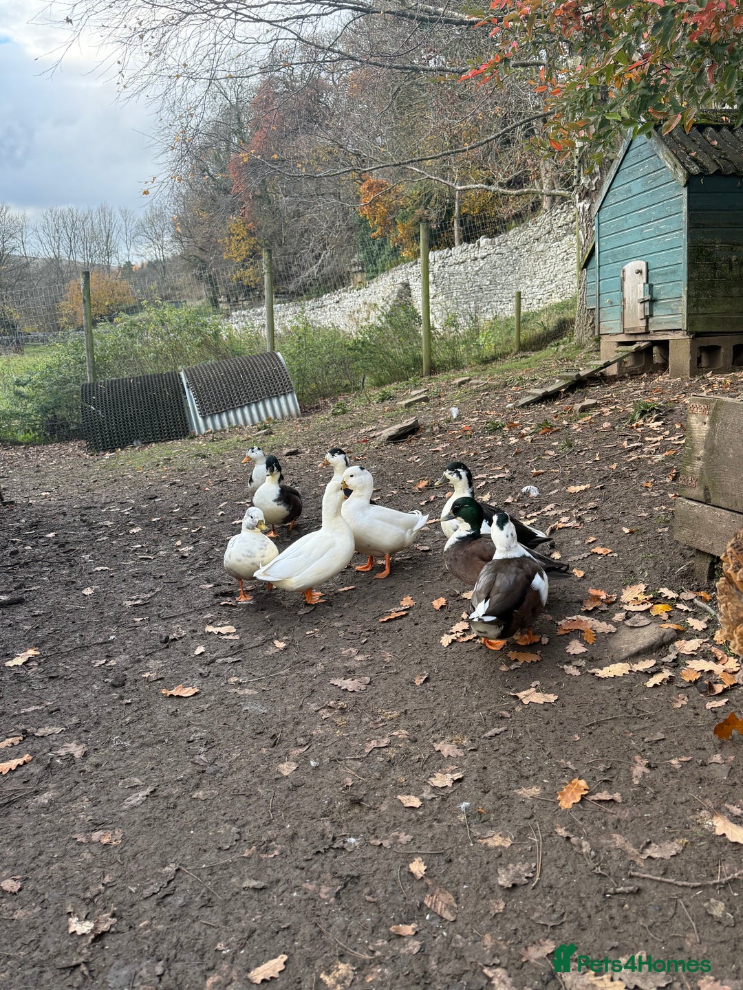 Ducks poultry for sale: Call ducks - Image 4
