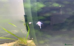 Catfish fish for sale: Snow White shortfin plecos 2.5cm+ - Image 6