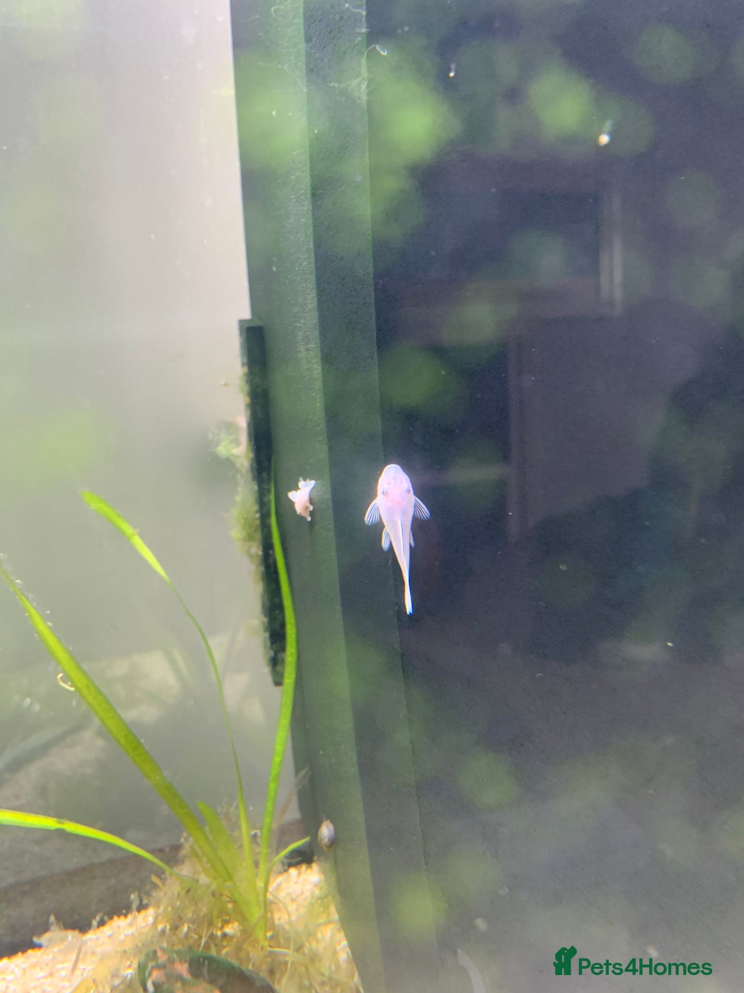 Catfish fish for sale: Snow White shortfin plecos 2.5cm+ - Image 6