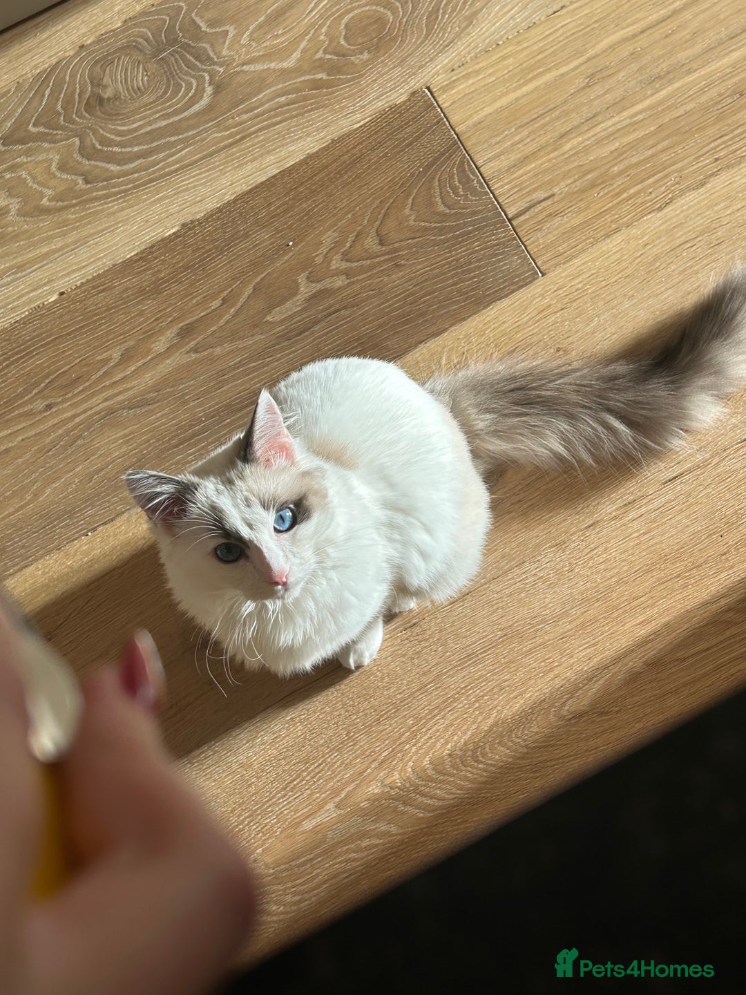 Ragdoll cats for sale: Remmi the ragdoll - Advert 2