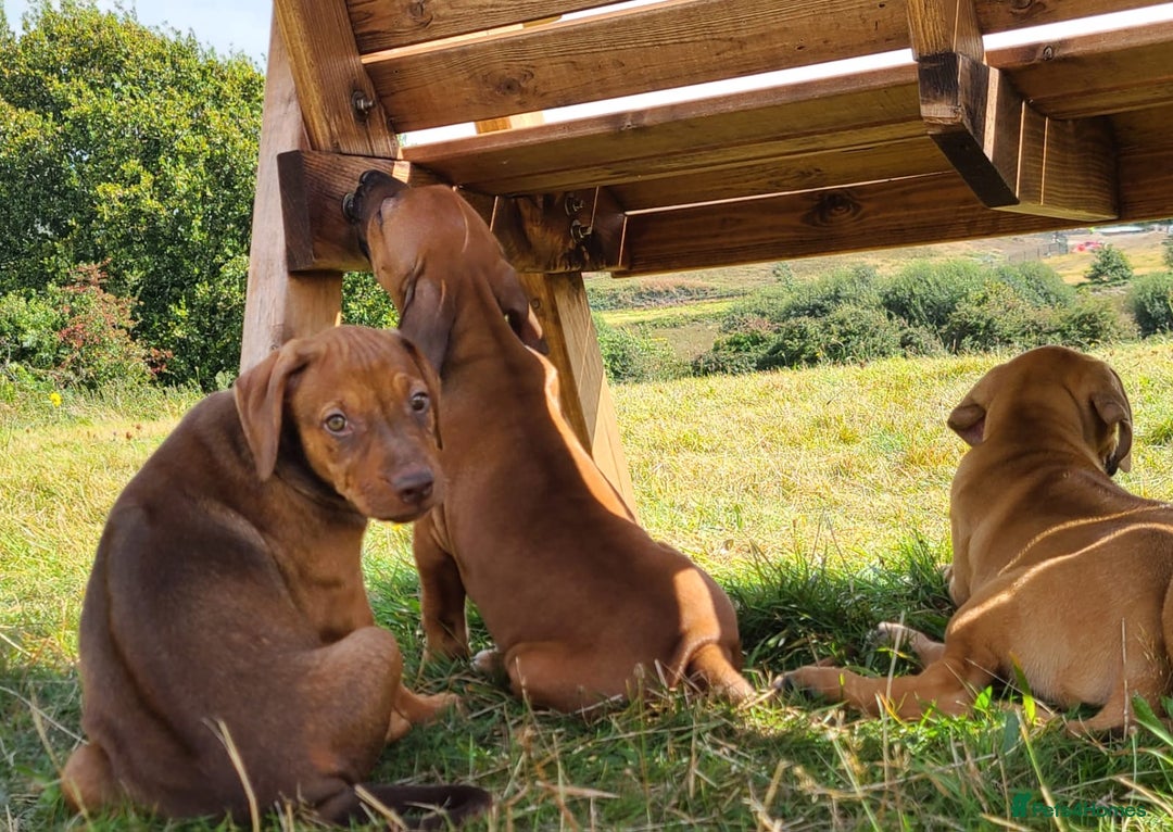 Rhodesian Ridgeback dogs for sale: Big bold bouncy bundles  - Image 6