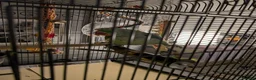 Parakeets birds for sale: Alexandrine parrot  - Advert 3