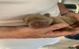 French Bulldog dogs for sale: 5 French bull dogs puppies  - Image 8