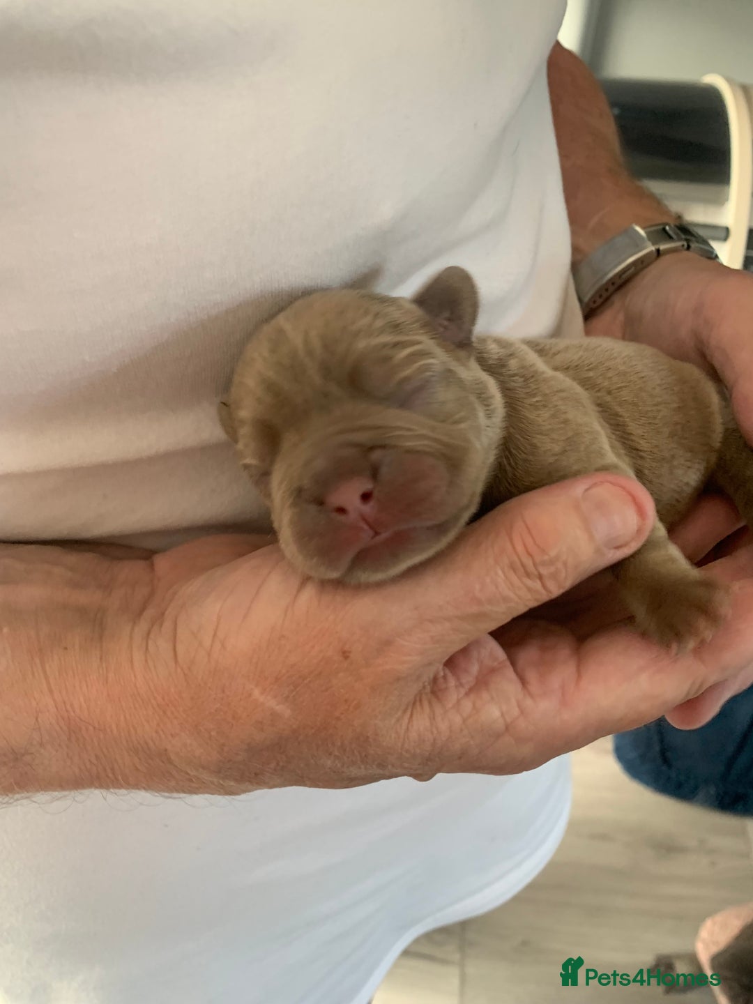 French Bulldog dogs for sale: 5 French bull dogs puppies  - Image 8