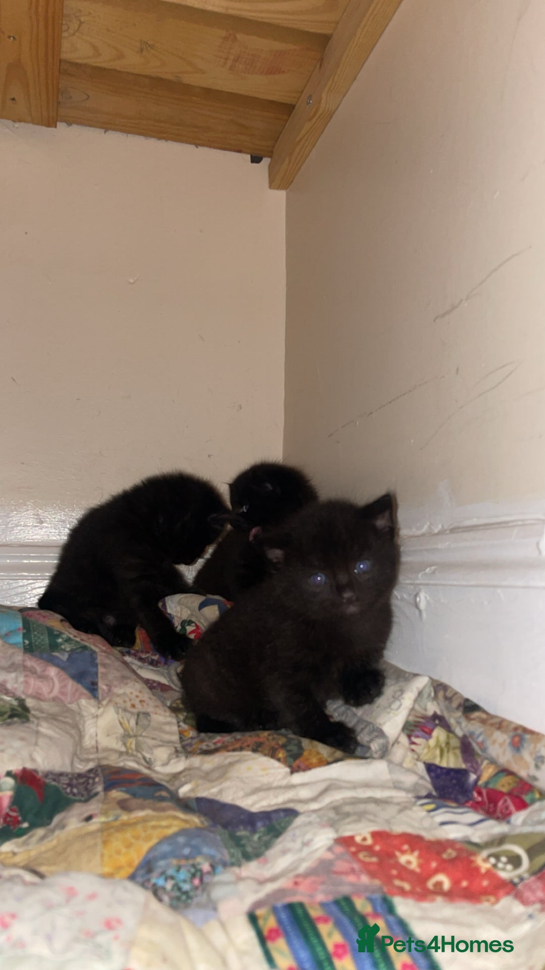 Russian Blue cats for sale: Russian blue bengal x Bombay kittens  - Advert 4