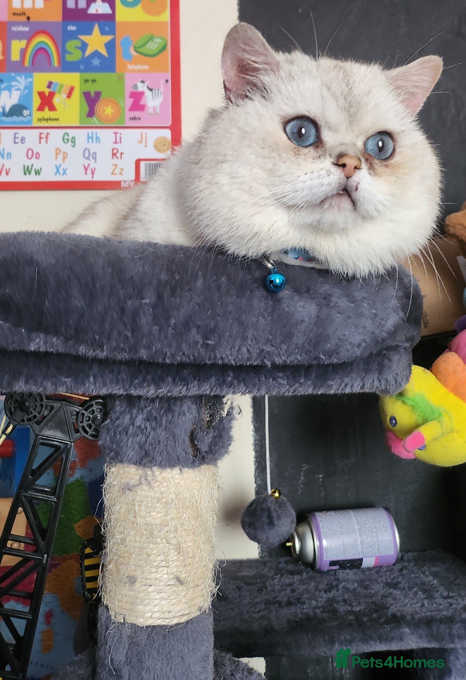 British Shorthair cats Rare and amazing male looking for home  - Advert 1