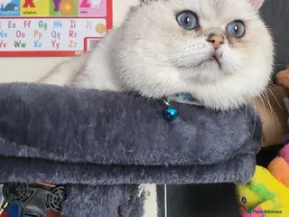 British Shorthair cats Rare and amazing male looking for home - Advert 12