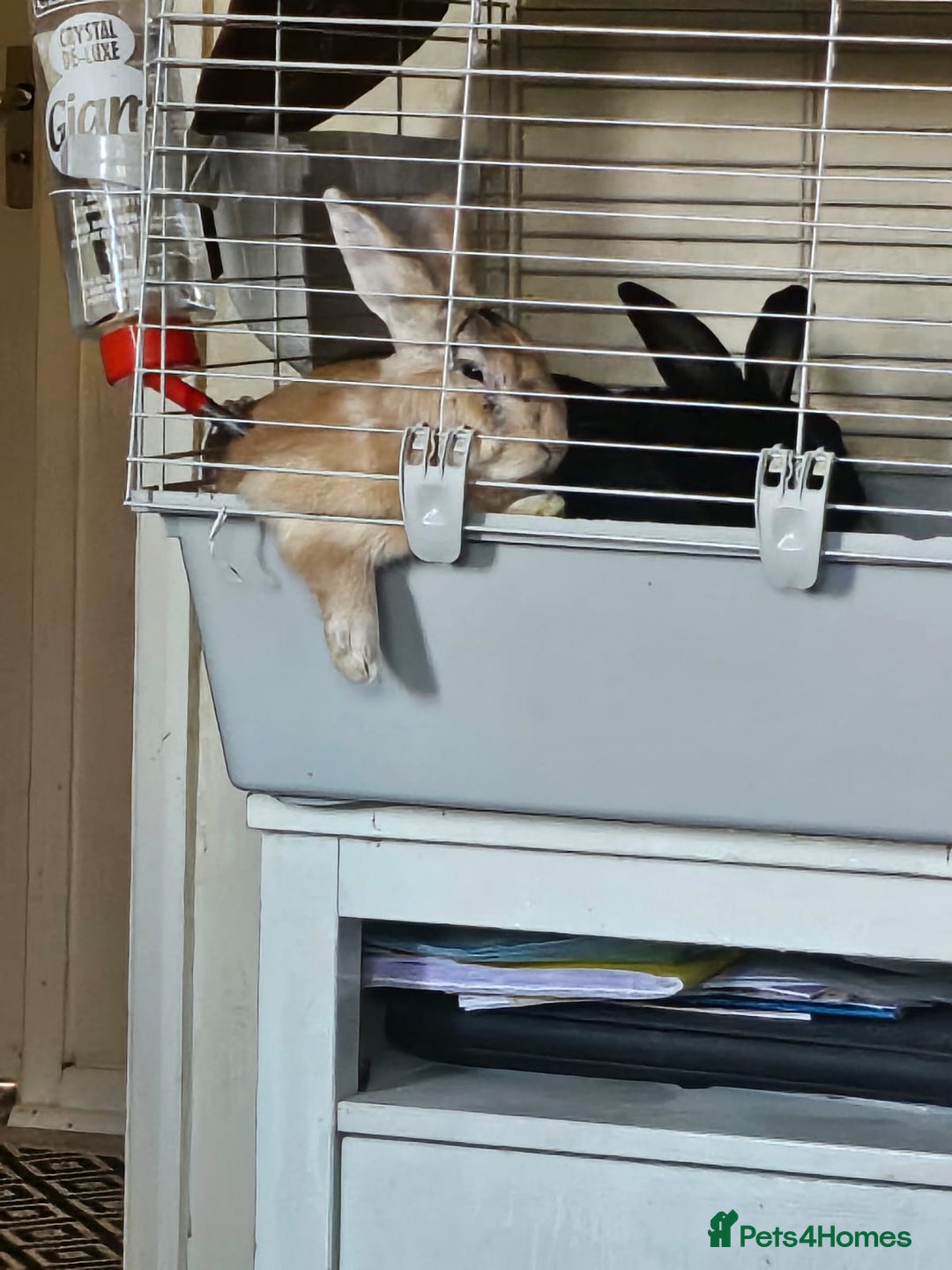 Havana rabbits for sale: Male Rabbits - Advert 2