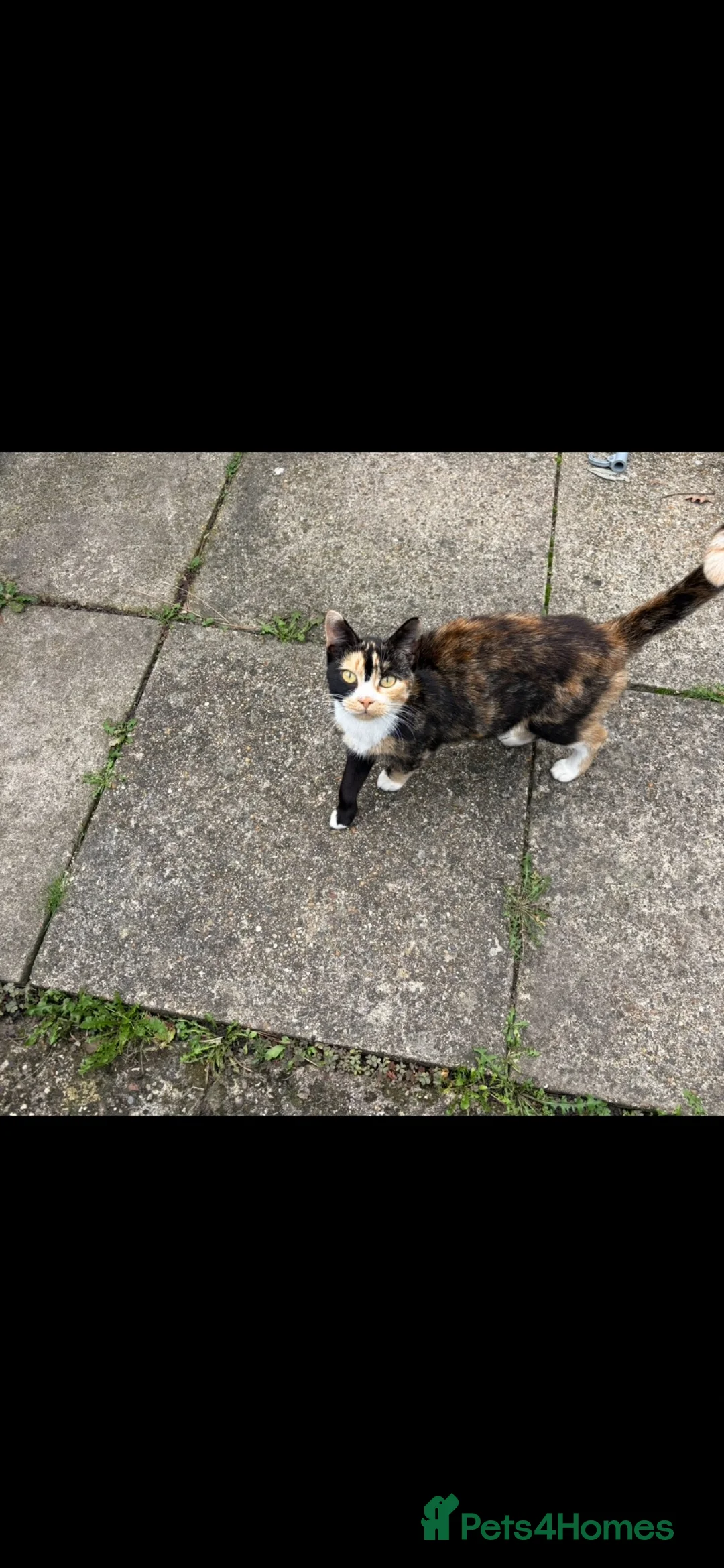 Mixed Breed cats for sale: Gorgeous kittens - Advert 5
