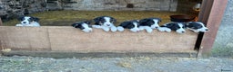 Border Collie dogs for sale: Beautiful working collies  - Advert 1