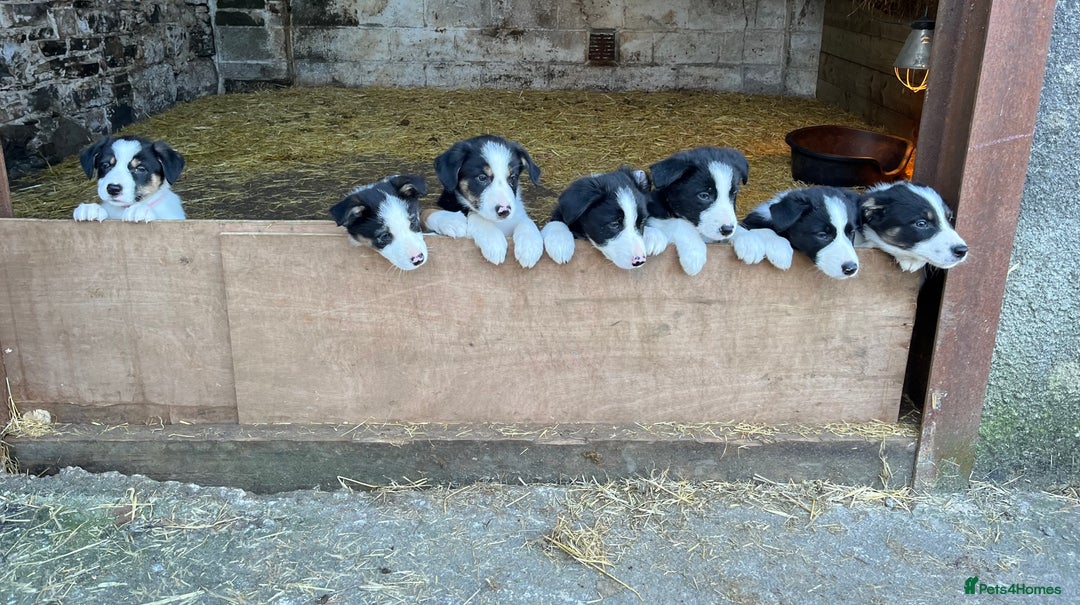 Border Collie dogs for sale: Beautiful working collies  - Advert 1