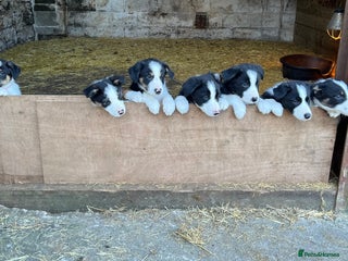 Border Collie dogs Beautiful working collies - Advert 12