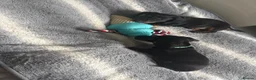 Miniature Dachshund dogs for sale: Beautiful miniature dachshund puppies  - Advert 13