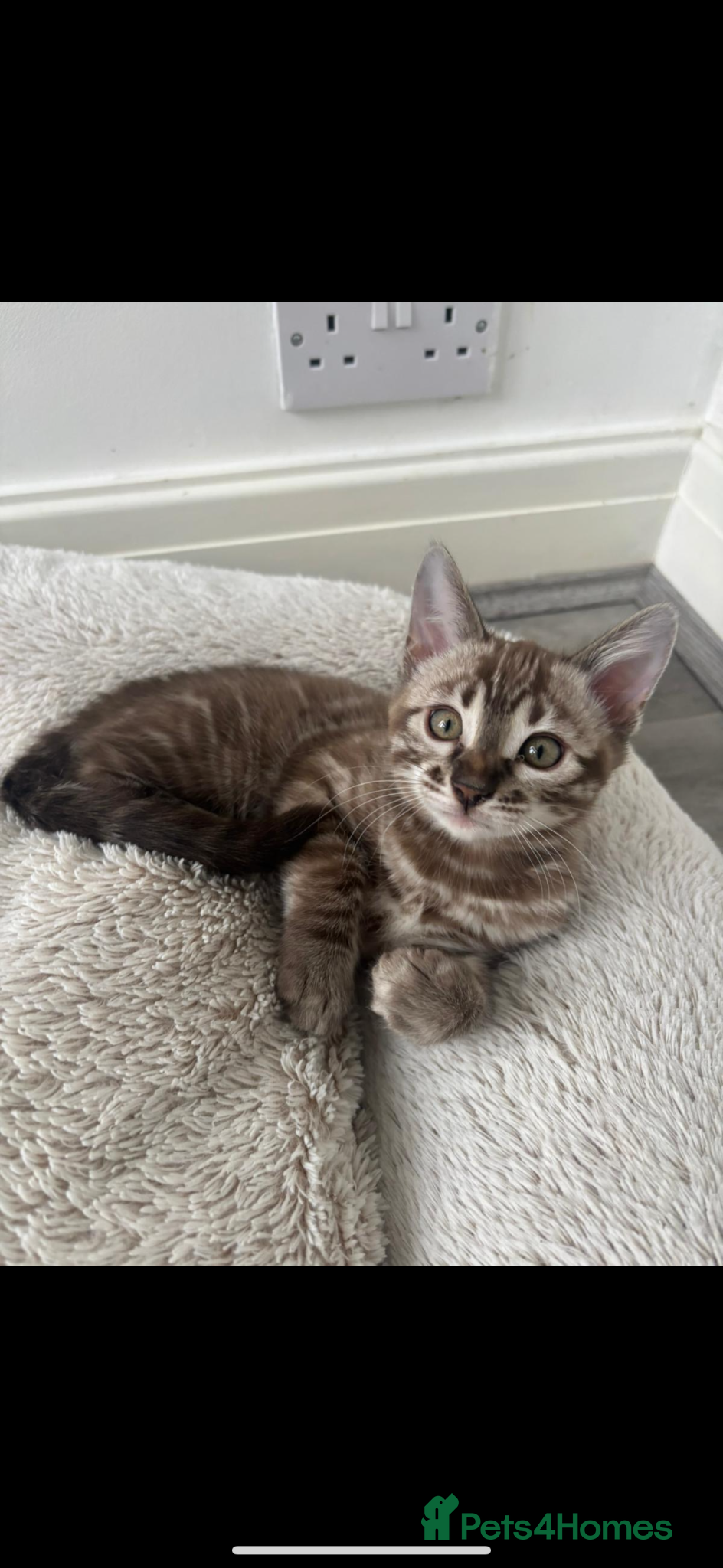 Bengal cats Beautiful Bengal Girl 🐆 - Advert 2