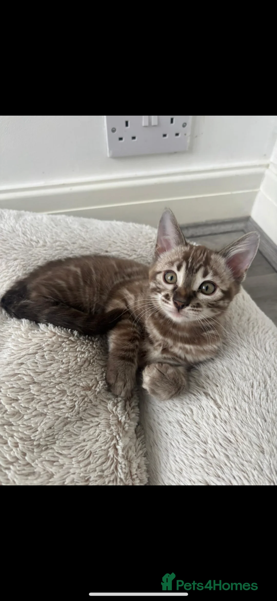 Bengal cats for sale: Beautiful Bengal Girl 🐆 - Advert 2
