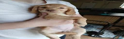 Cocker Spaniel dogs for sale: 7 cocker spaniel puppies  in Hartlepool - Advert 7