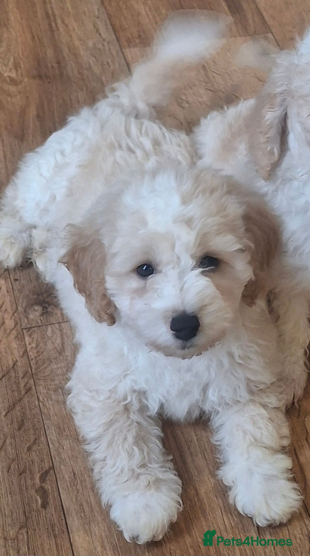 Maltipoo dogs Ready now Beautiful fluffy boy  - Advert 5