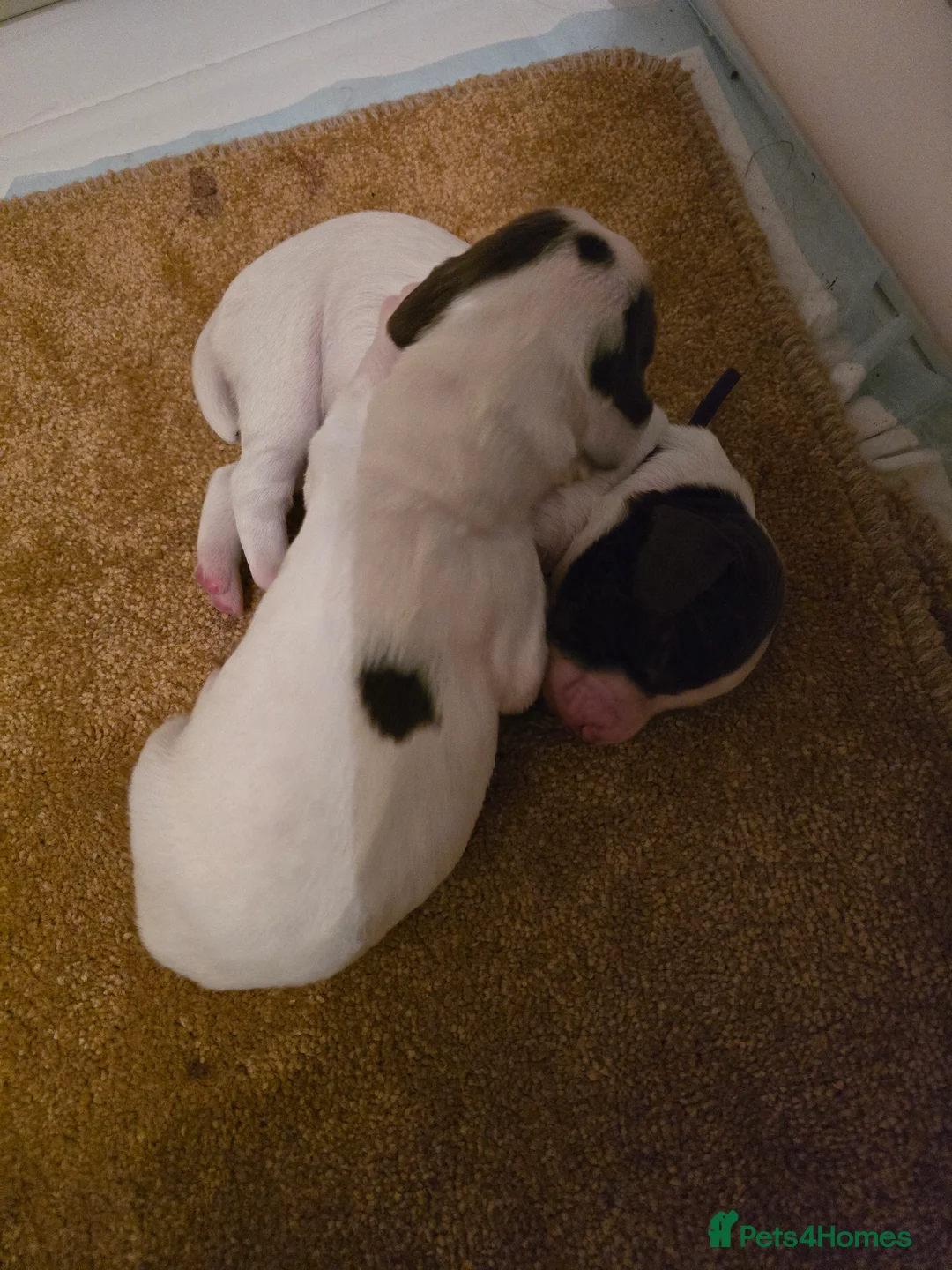 English Springer Spaniel dogs for sale:  Health tested Springer Spaniel puppies - Advert 29