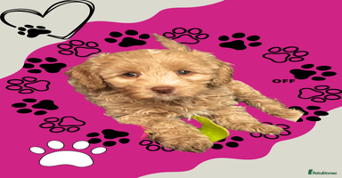 Australian Labradoodle dogs - Advert 2