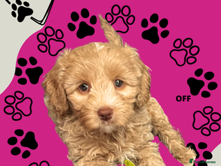 Australian Labradoodle dogs - Advert 1