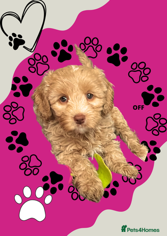 Australian Labradoodle dogs - Advert 1