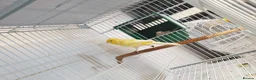 Canaries birds for sale: Canaries for sale  - Advert 12