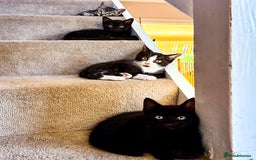 Bengal cats for sale: RARE Coats ~ Bengal/Maine Coon mix - Image 16