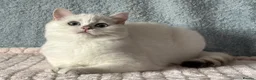 British Shorthair cats for sale: TICA Beautiful British Shorthair Kittens - Advert 18