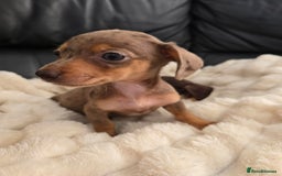 Miniature Dachshund dogs for sale: Miniature dachshunds  - Image 15
