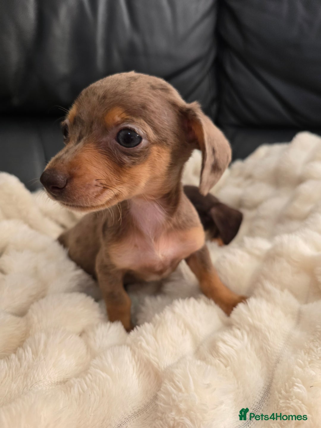 Miniature Dachshund dogs for sale: Miniature dachshunds  - Image 15