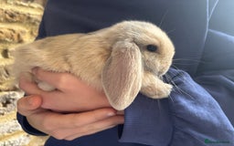 Mini Lop rabbits for sale: Mini Lops - Image 11