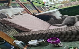 Maine Coon cats for sale: Kittens x 3 Female maine coon stunning girlies - Image 2