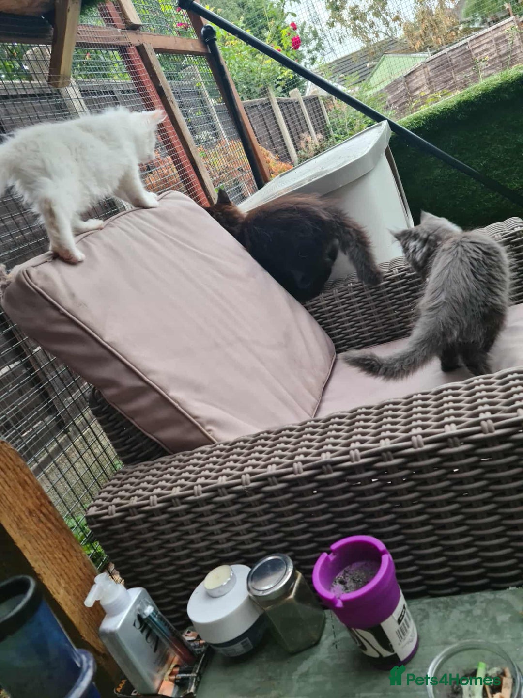 Maine Coon cats for sale: Kittens x 3 Female maine coon stunning girlies - Image 2