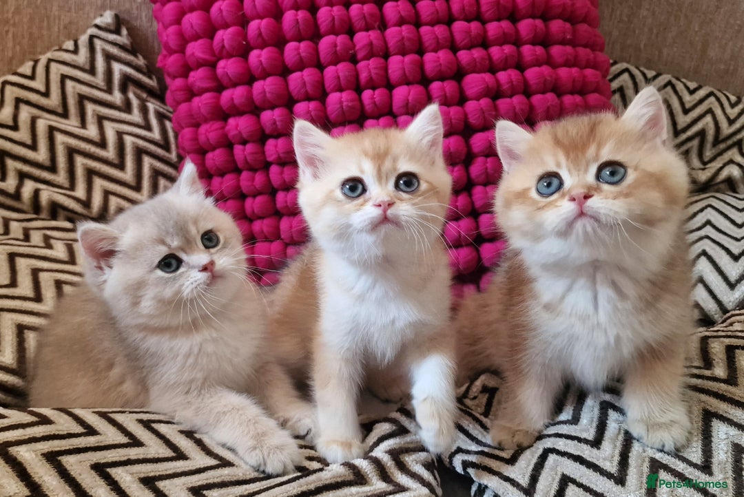 British Shorthair cats for sale: GOLDEN BRITISH SHORTHAIR KITTENS TICA  - Image 33
