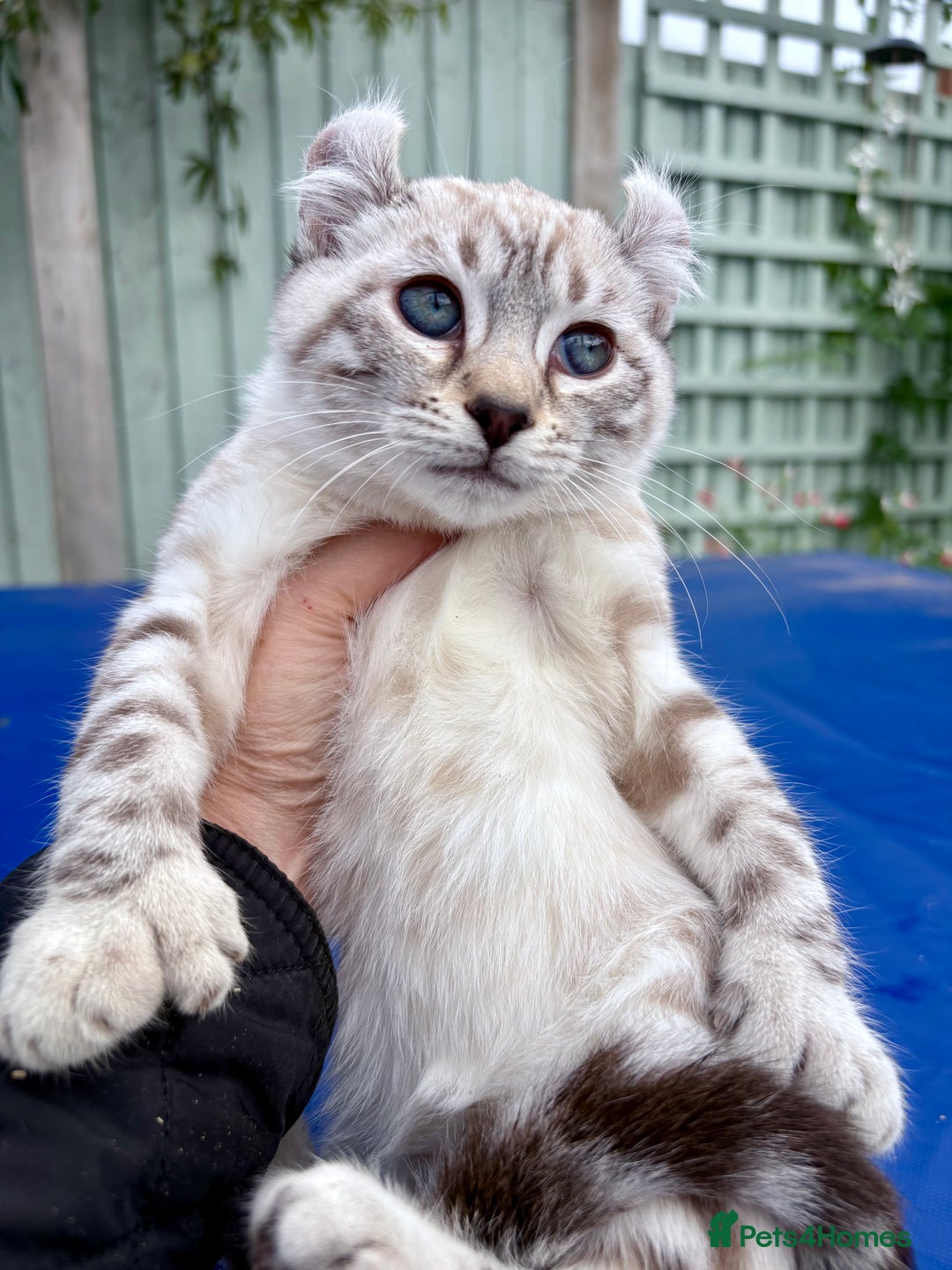 Savannah cats for sale: Breath taking wild looking girl  - Image 1