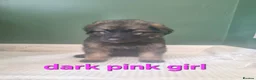 German Shepherd dogs for sale: beautiful German shepherd puppies in Halifax - Advert 8