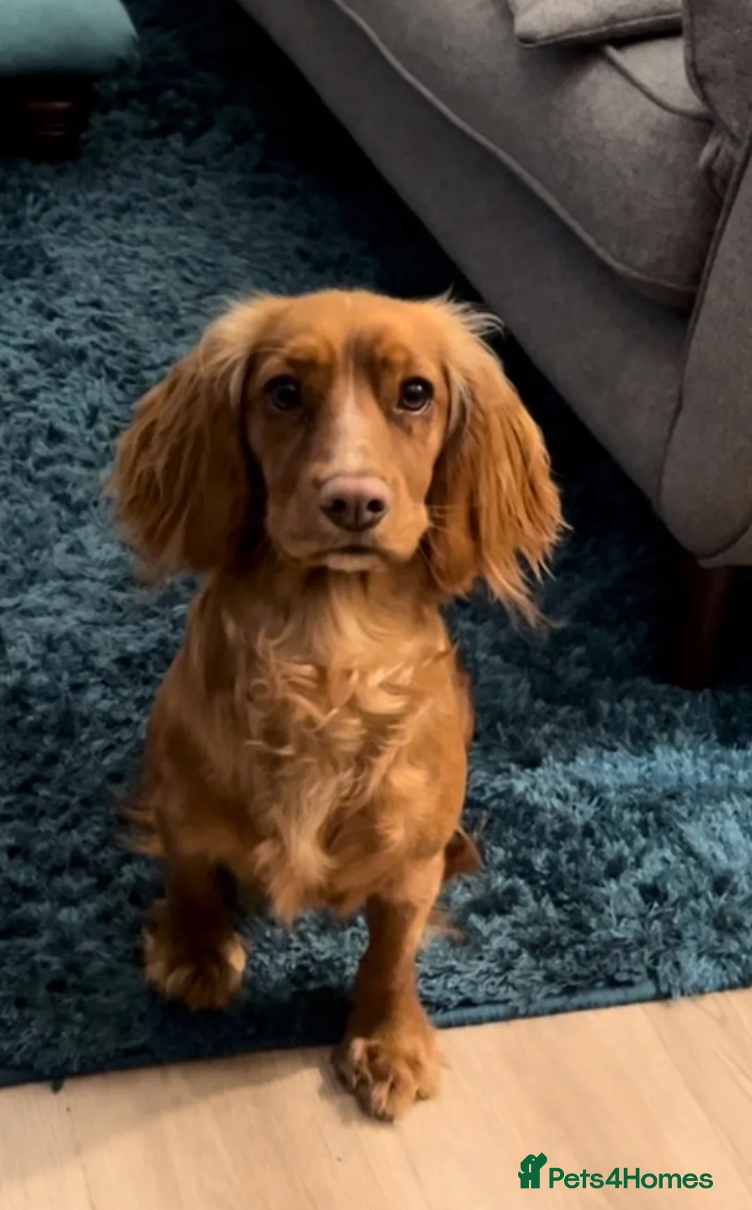 Cocker Spaniel dogs for sale: KC Reg Working Cocker Spaniel Puppies - Advert 4