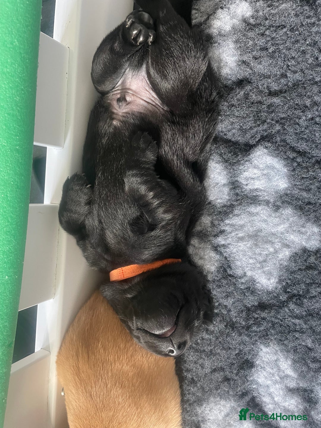 Labrador Retriever dogs for sale: Adorable labrador puppies 🐾  - Image 6