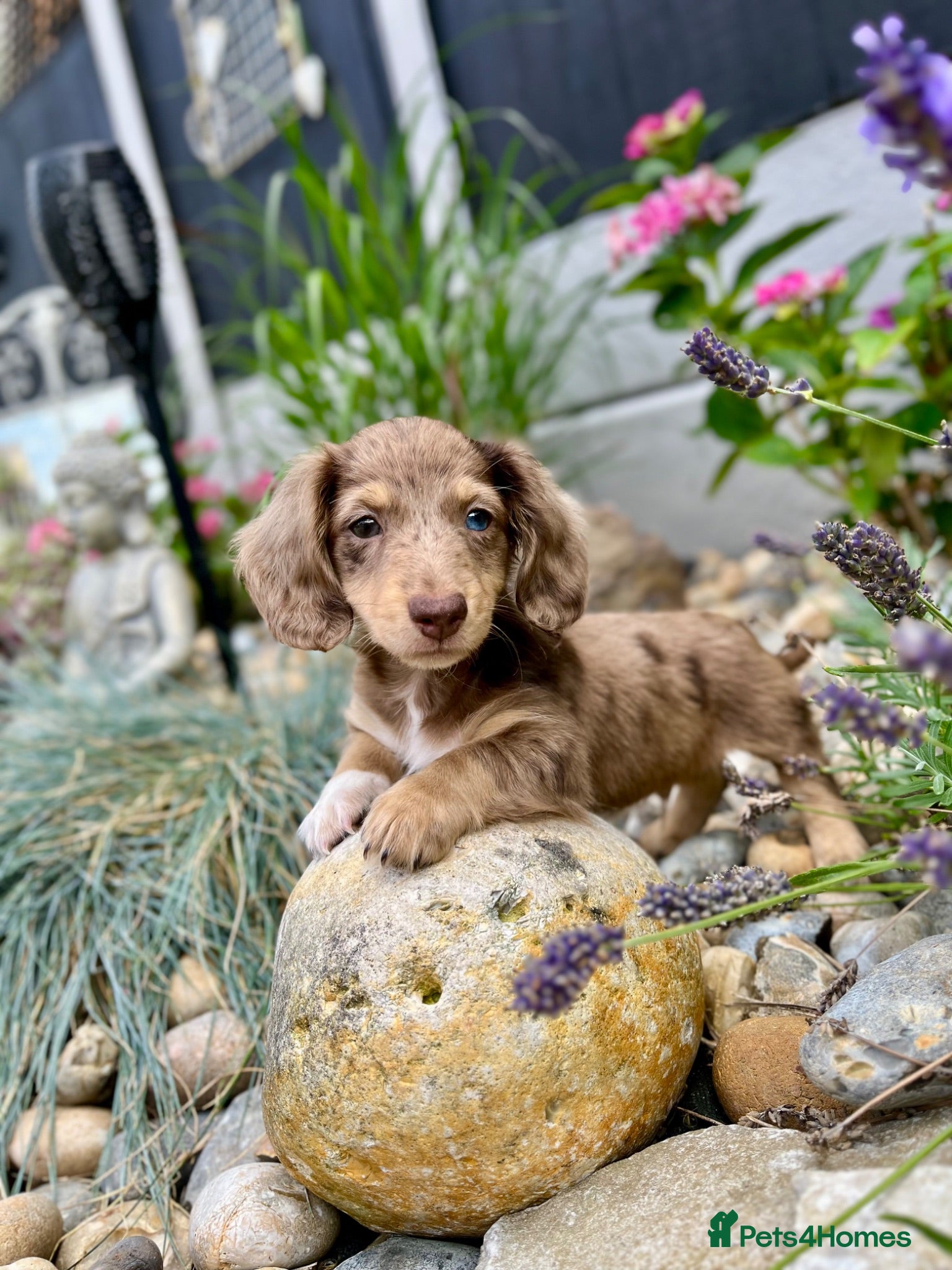 Miniature Dachshund dogs Stunning long haired miniature dachshunds  - Advert 2