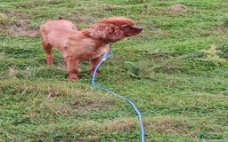 Cavapoo dogs for sale: Red cavapoo pups - Advert 8