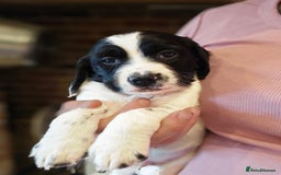 Sprocker dogs for sale: Hendrix the male sprocker available. - Image 30