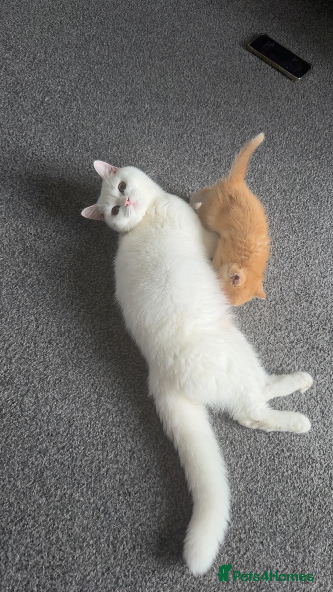 Brazilian Shorthair cats for sale: GCCF ACTIVE GOLEN MALE  - Advert 2