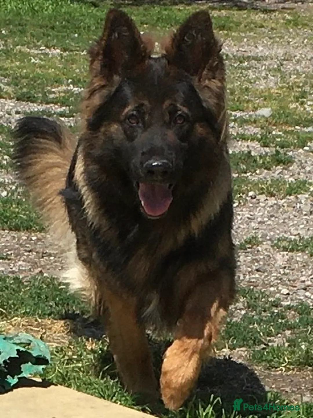 German Shepherd dogs for stud: Jerry Available At Stud Fully Health Tested Clear in Wisbech - Advert 8
